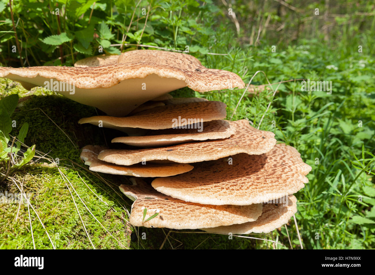 Halterung Regal Pilz wächst auf einem Baum Stockfoto