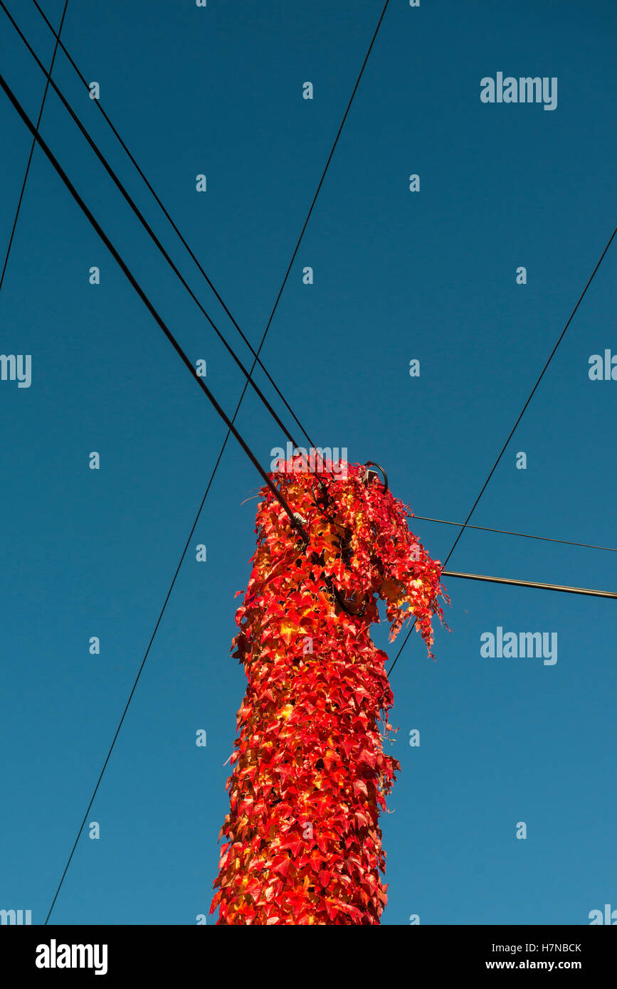 Im Herbst farbige, Rote Weinblätter mit einem Strommast, Divonne Les Bains, Auvergne-Rhône-Alpes, Frankreich Stockfoto