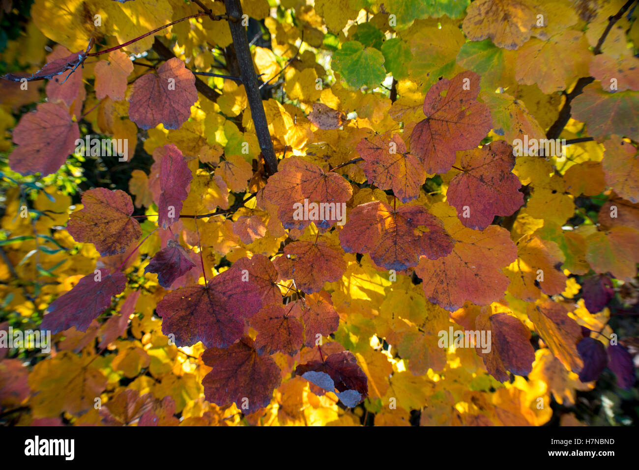 Im Herbst farbige Blätter, Closeup, Divonne Les Bains, Auvergne-Rhône-Alpes, Frankreich Stockfoto