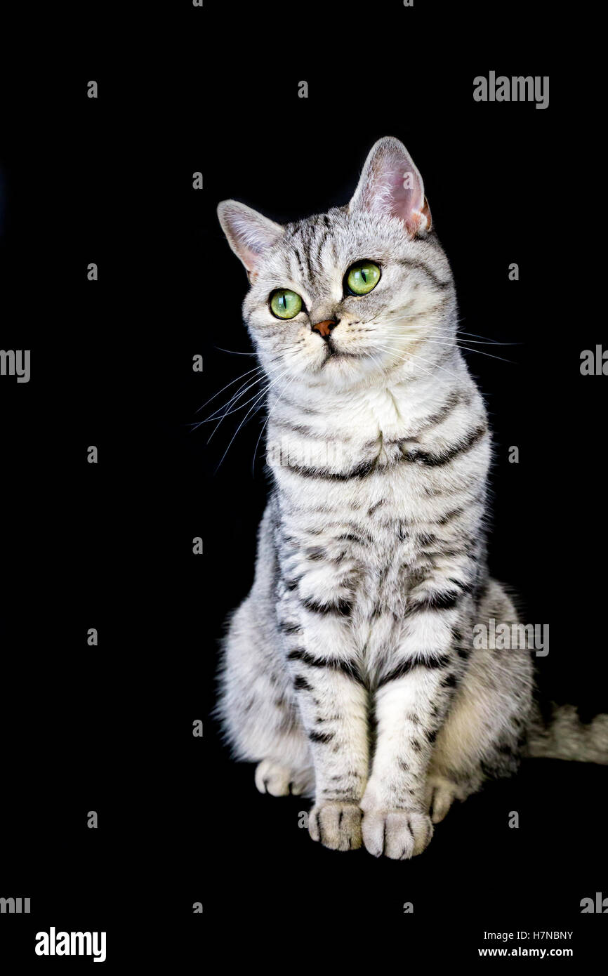 Erwachsenen british kurzhaar Schwarz Silber Tabby Katze auf schwarzem Hintergrund Stockfoto