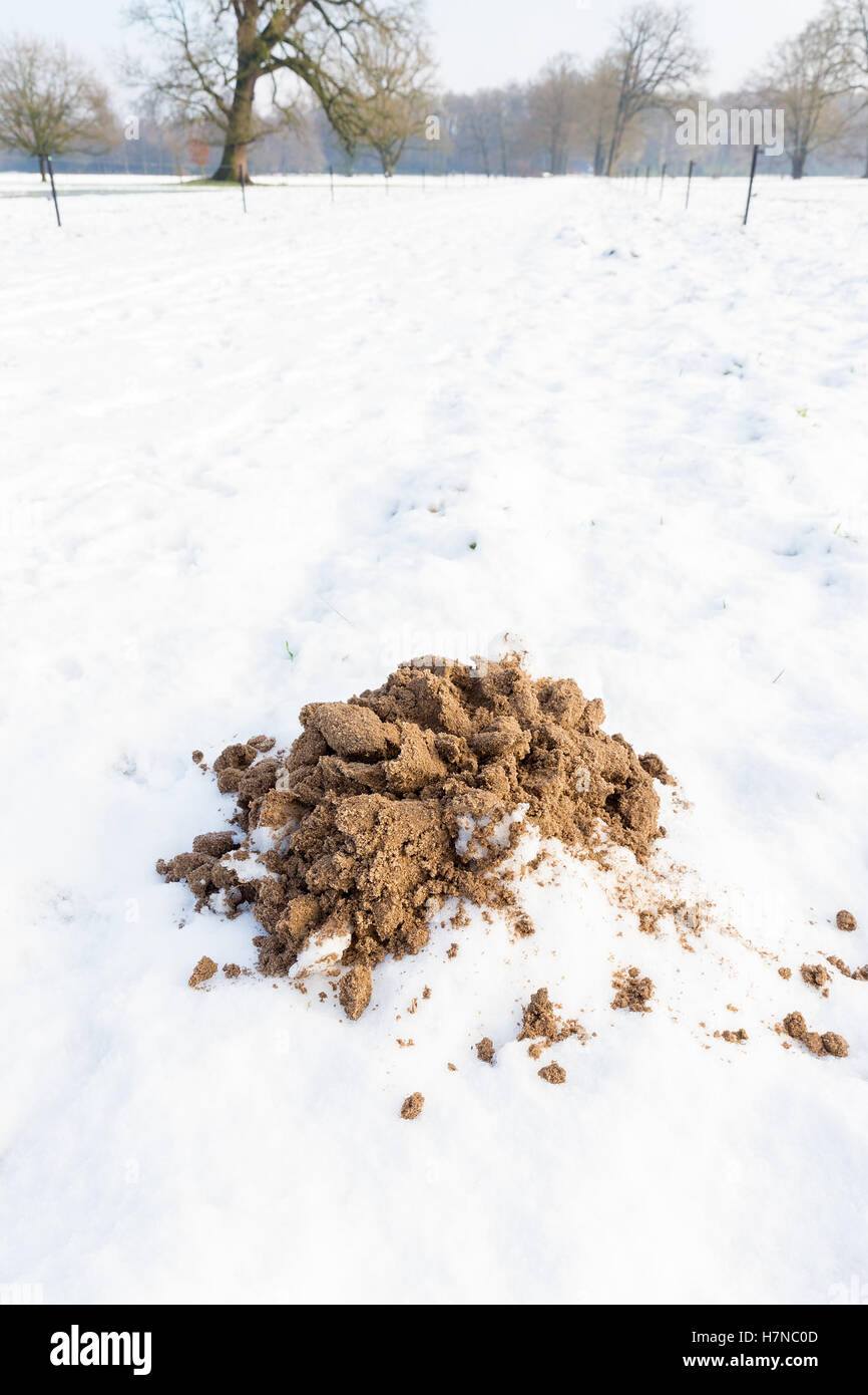 Braune Sandstrand Maulwurfshügel in weißen Schnee Stockfoto