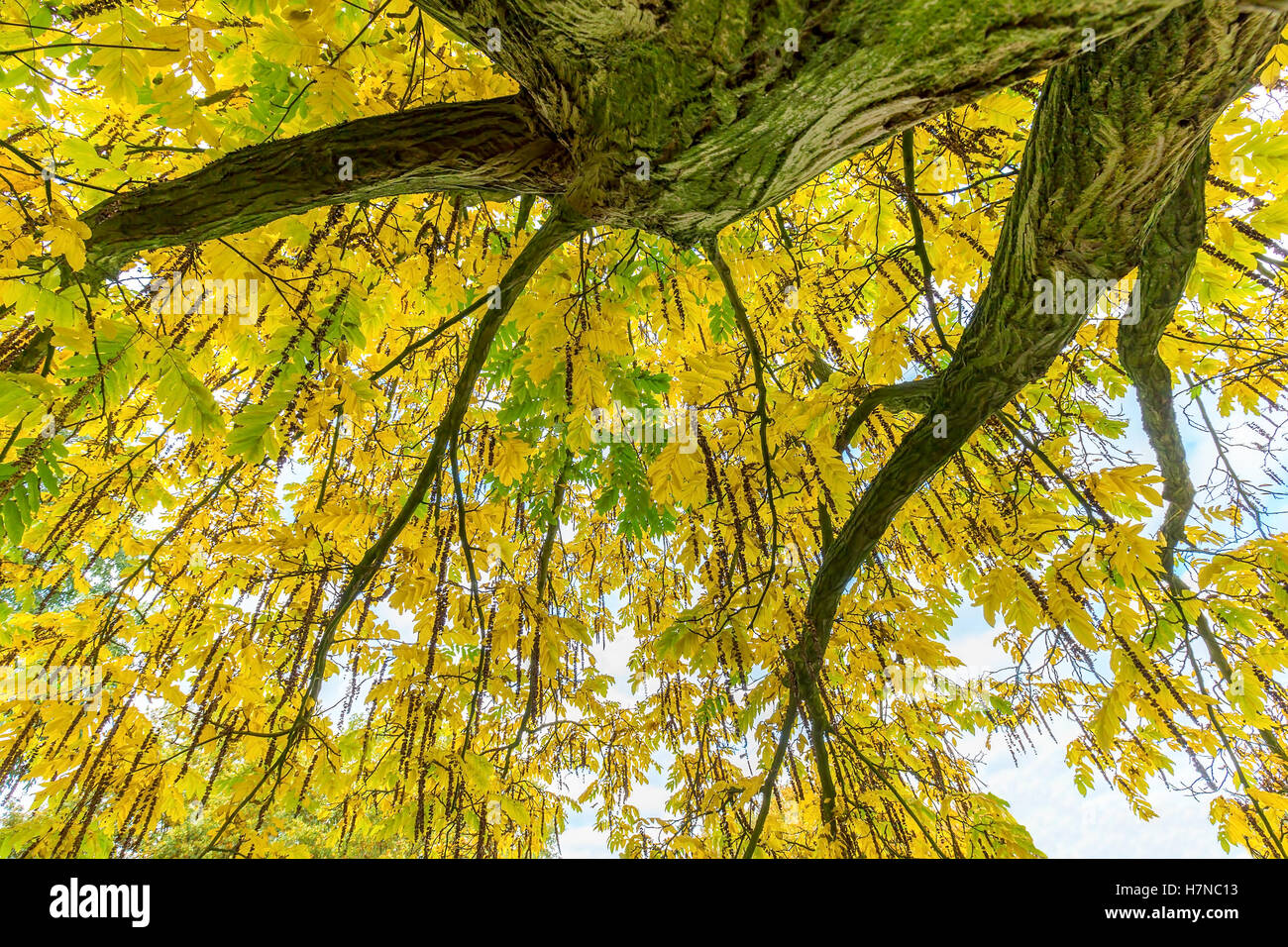 Baum Laub und Zweige von unten in die Herbstsaison Stockfoto