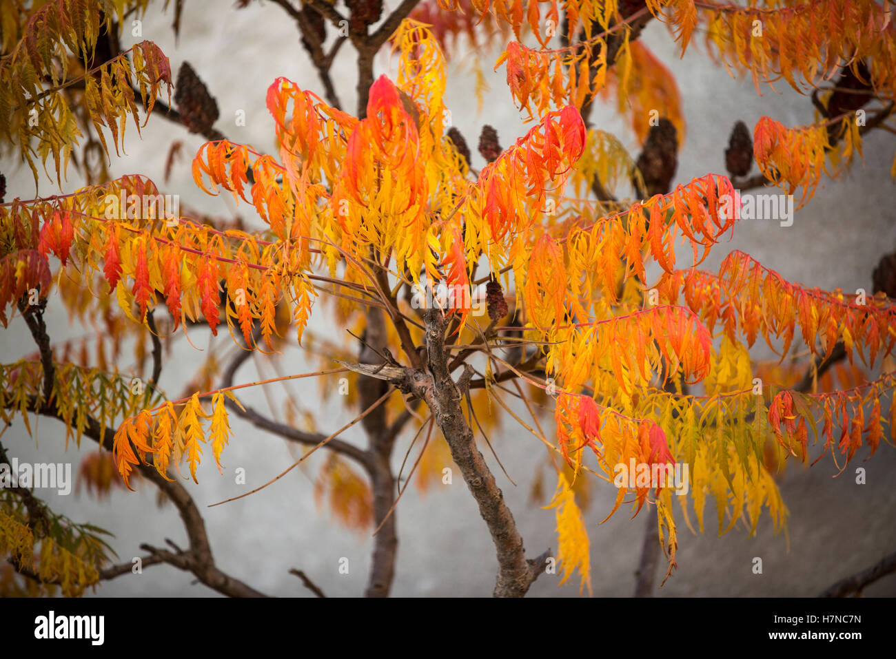 Herbst farbige Staghorn Sumach (Rhus Typhina), Divonne Les Bains, Frankreich Stockfoto
