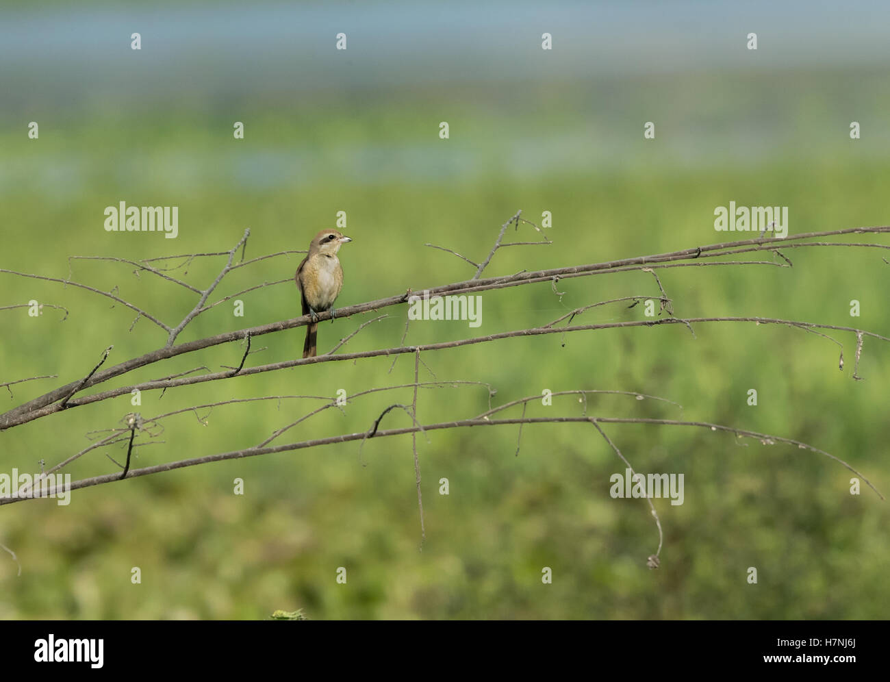 Braune Shrike Stockfoto