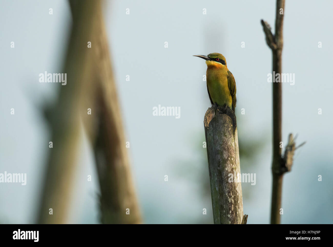 Grüne bee-eater / / Merops Orientalis, (manchmal wenig Grün Bienenfresser) ist ein in der Nähe von passerine Vogel in der Familie der Bienenfresser. Ich Stockfoto