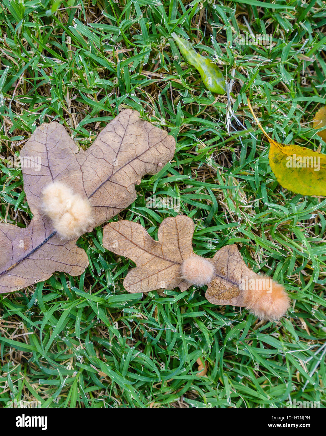 Galls auf zwei weißen Eichenblättern. Diese Galle wird als Eichenflockengane bezeichnet, die durch das Legen von Eiern durch die Zynipidwespe verursacht wird. Oklahoma, USA. Stockfoto