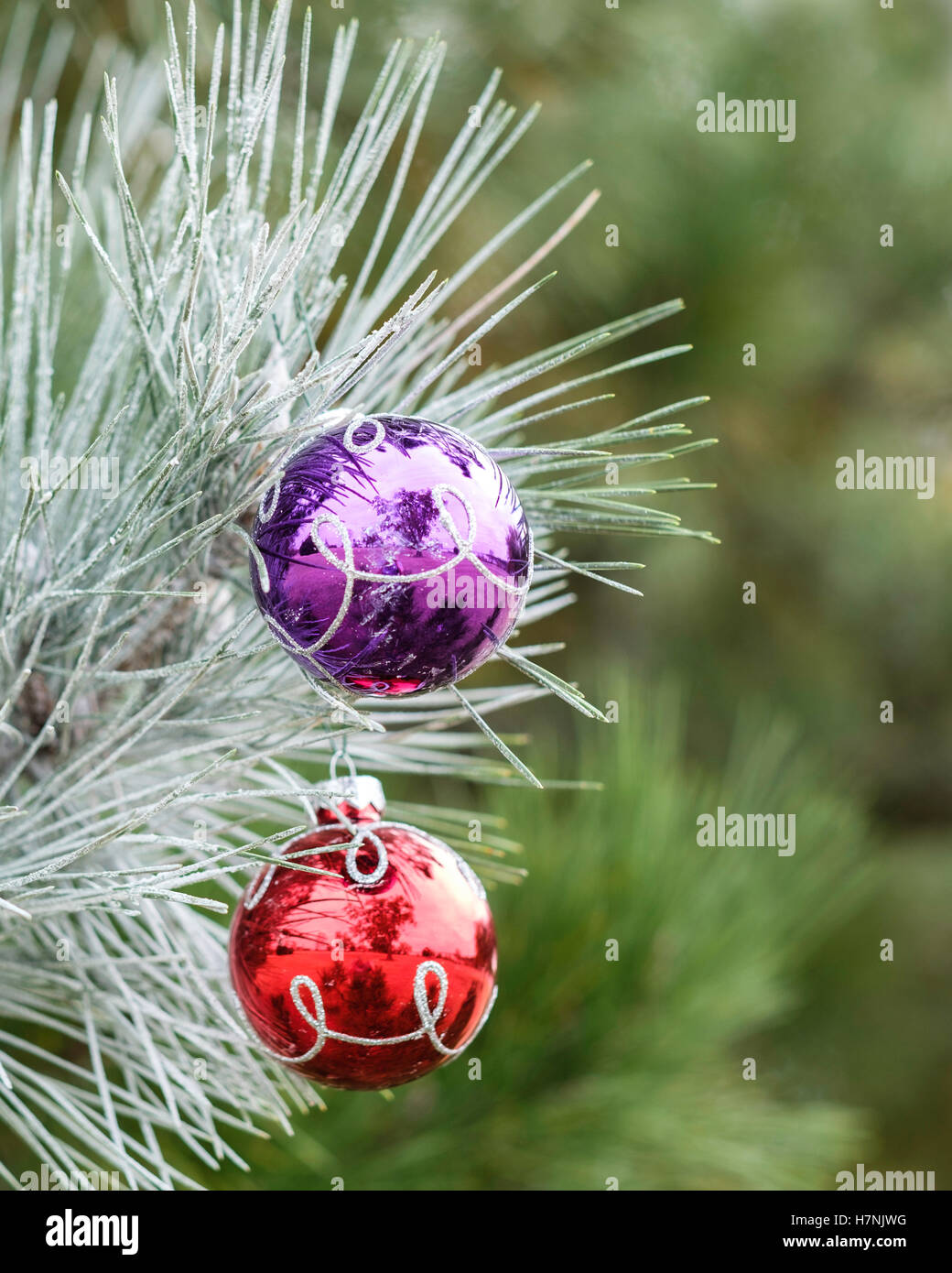 Zwei bunte Glas ball Christmas Ornaments auf einem mattierten Kiefer Ast. Stockfoto