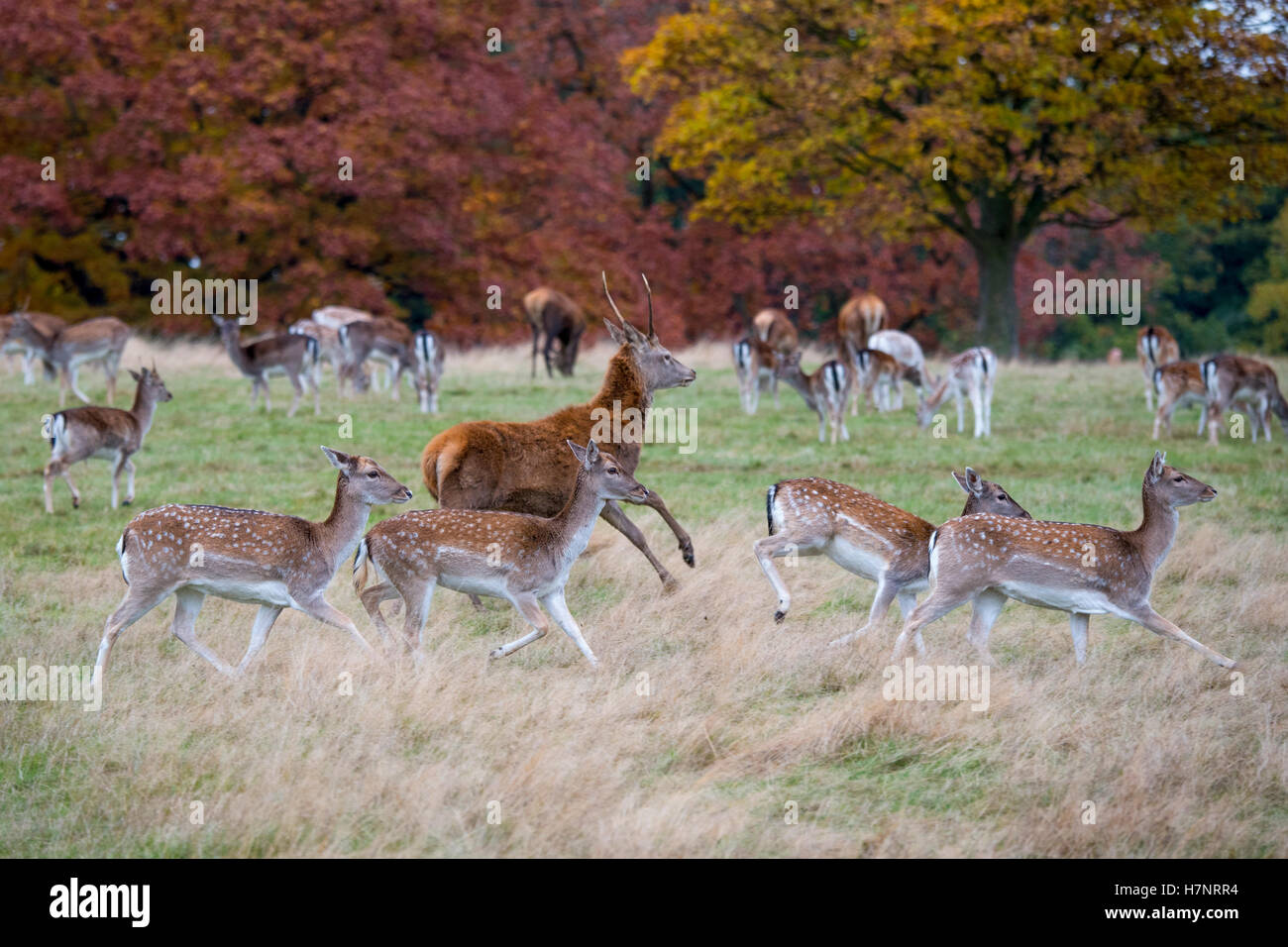 Fallow Deer Hinds und young Buck in Richmond Park, Großbritannien Stockfoto