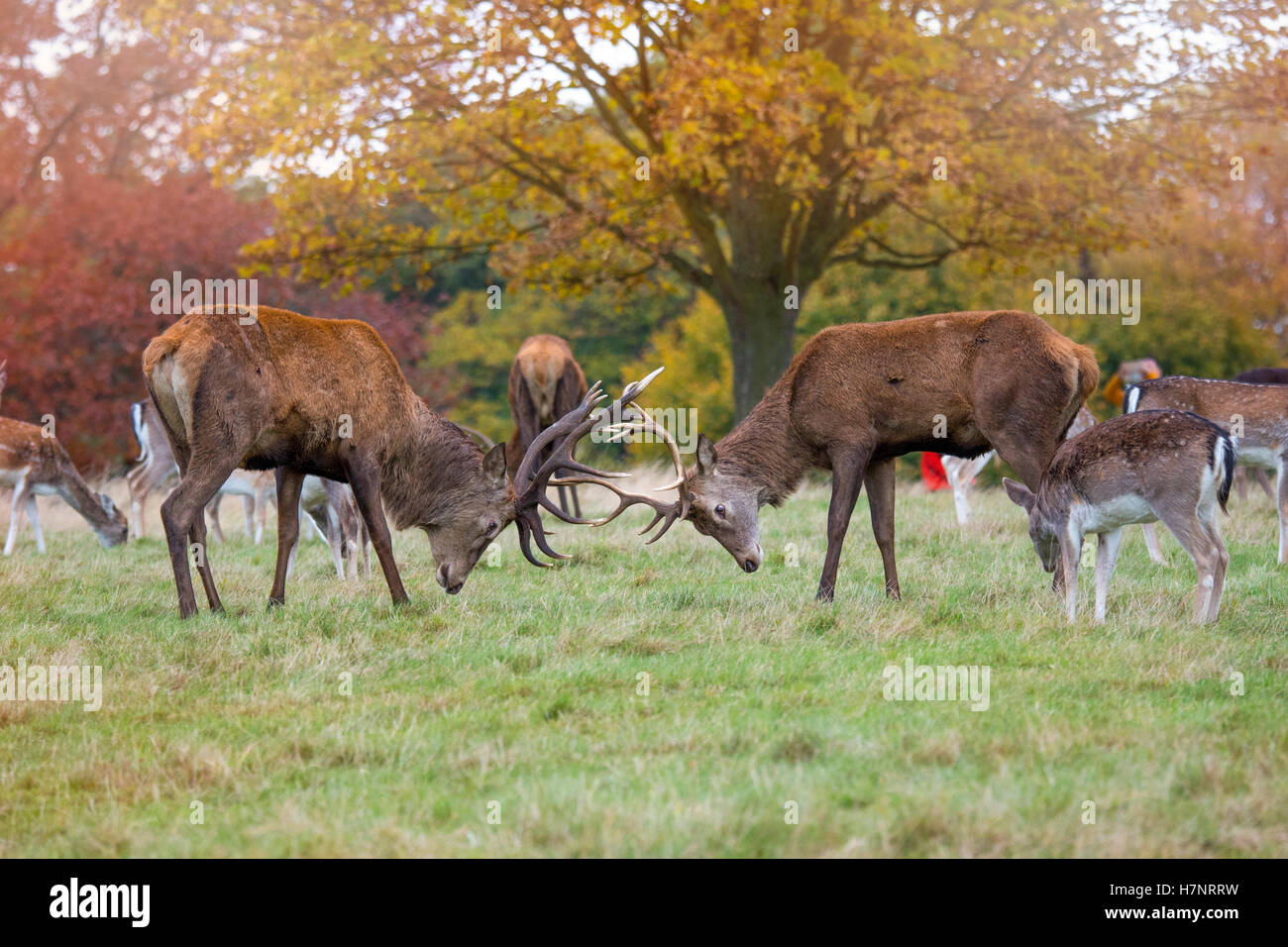Rote Hirsche kämpfen In Richmond Park UK Stockfoto
