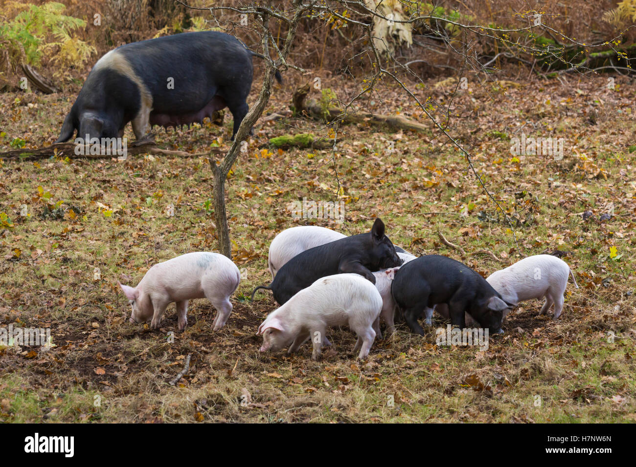 Schwein und Ferkel, die im November in Anderwood im New Forest, Hampshire UK, nach Eicheln in der Pantage aufziehen Stockfoto