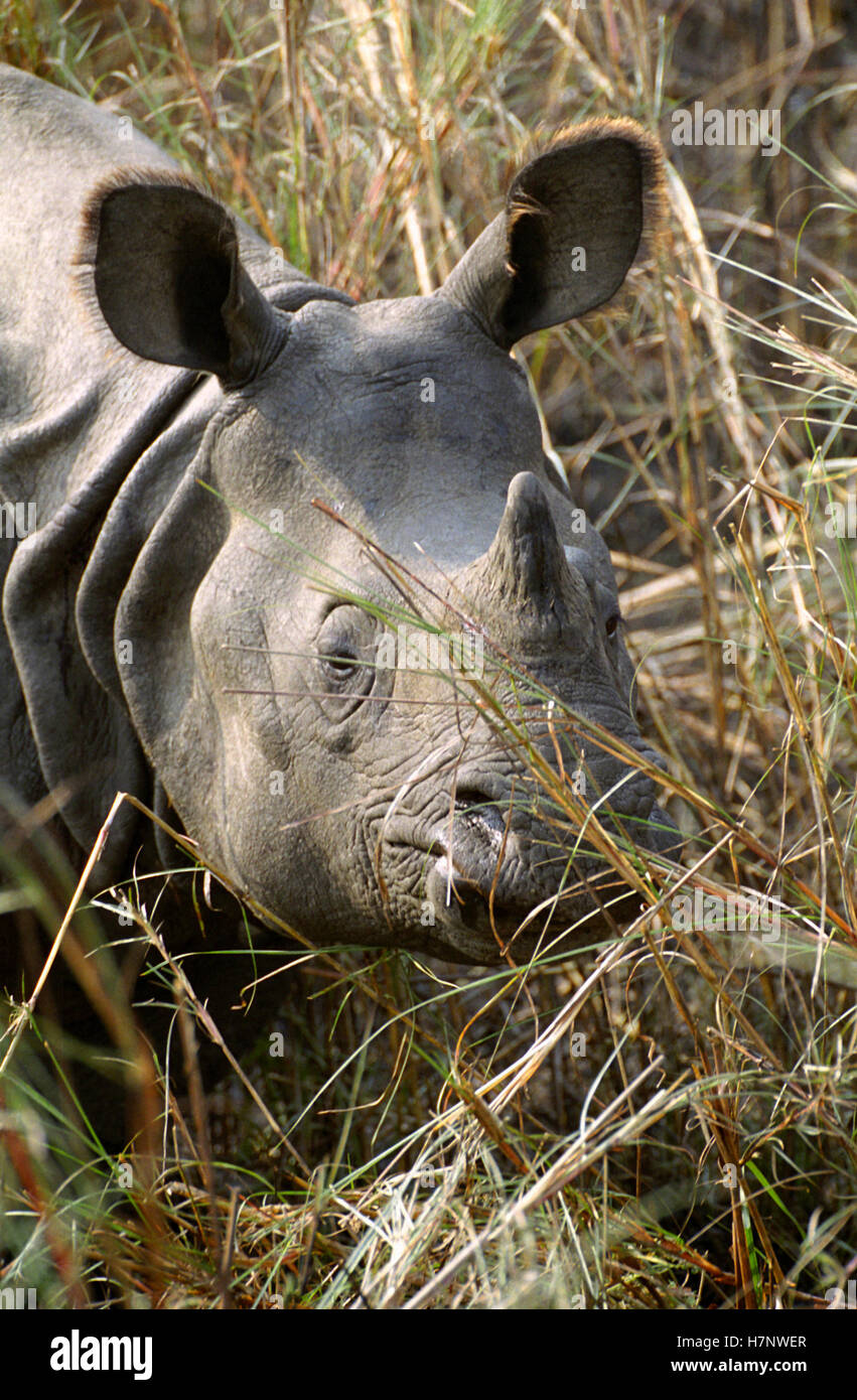 Große indische einen gehörnten Nashorn Rhinoceros Unicornis, Chitwan Nationalpark, Nepal Stockfoto