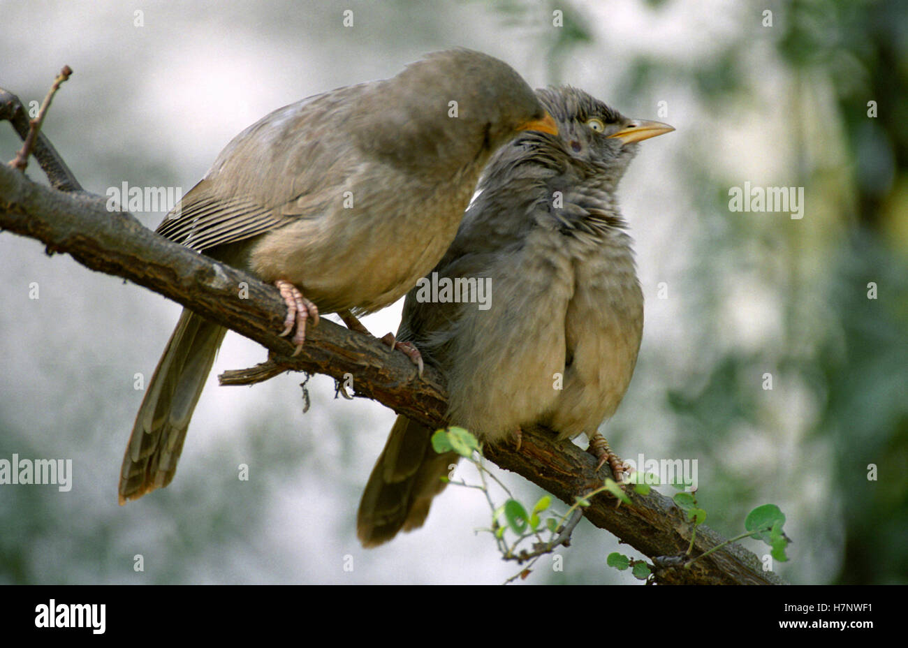 Dschungel Schwätzer Turdoides Striatus im Keoladeo National Park, Rajasthan, Indien Stockfoto