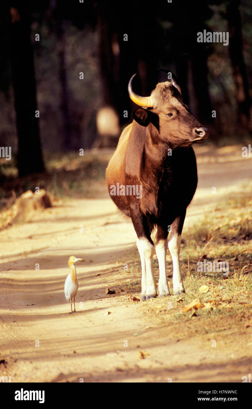 Gaur, indische Bison, Bos Gaurus — mit Kuhreiher (Bubulcus Ibis) Khana Nationalpark in Madhya Pradesh Stockfoto