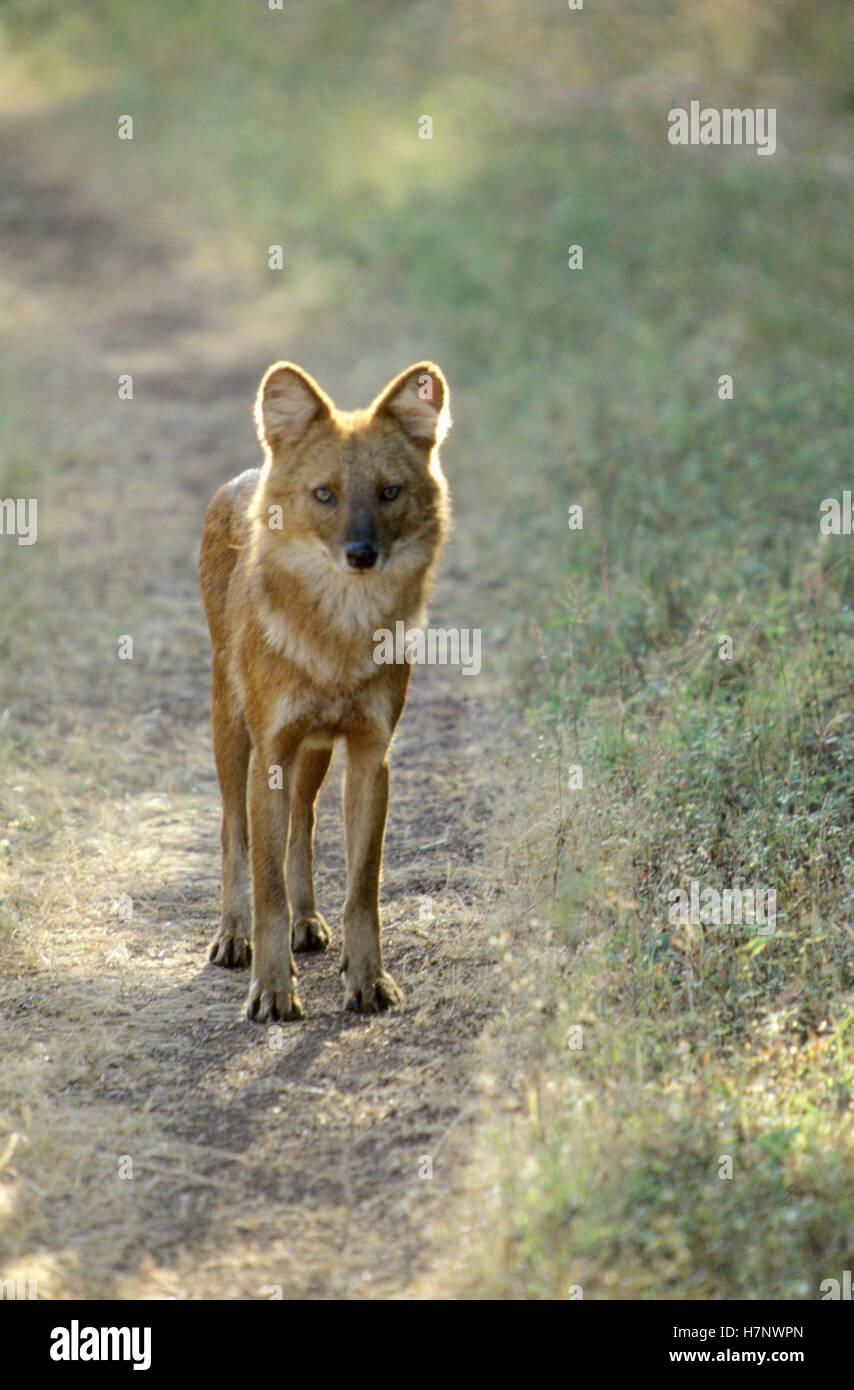 Indische Wildhund, Cuon Alpinus, Dhole, Kanha, Nationalpark, Madhya Pradesh, Indien. Stockfoto