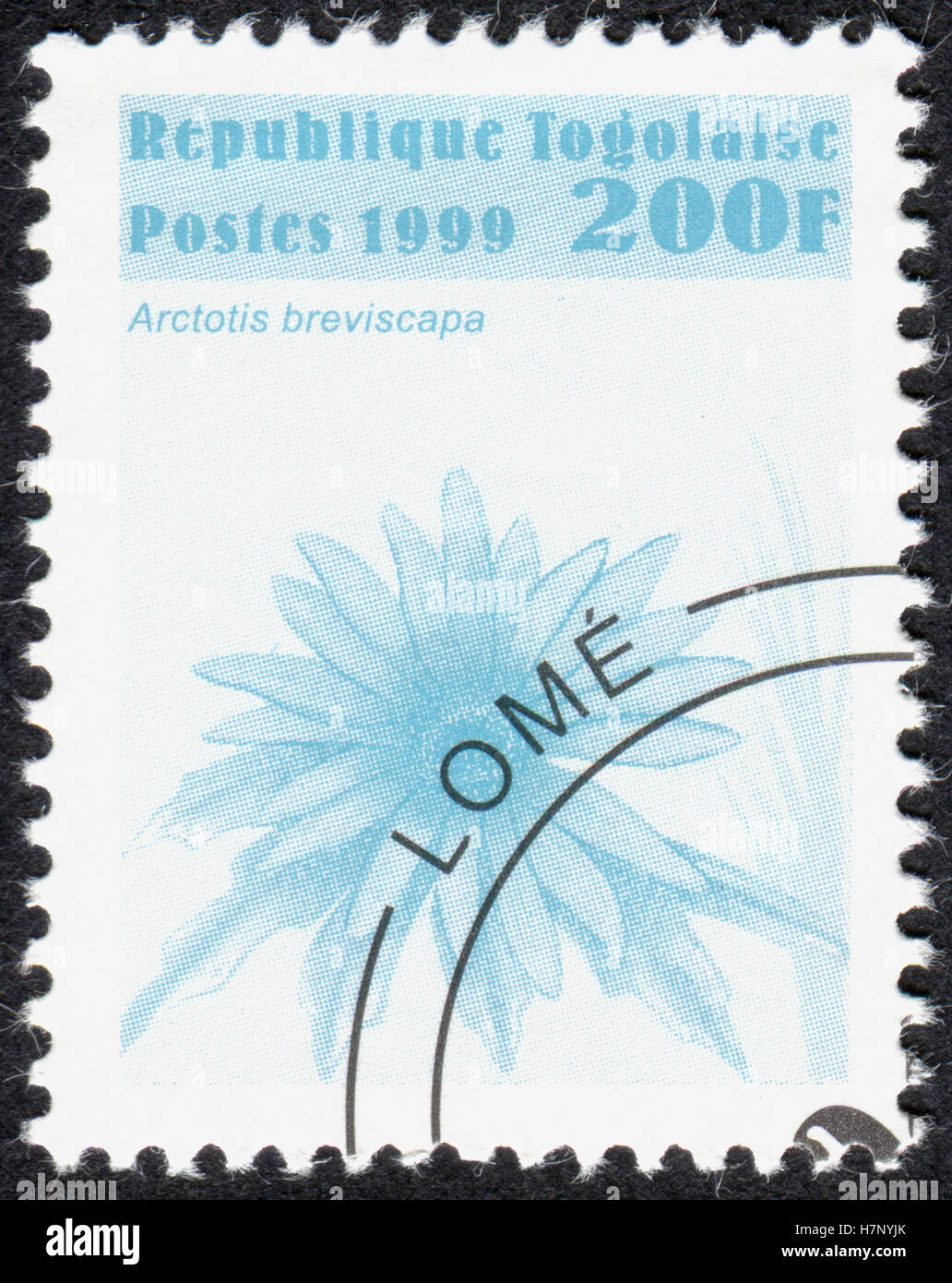 TOGO - CIRCA 1999: Eine Briefmarke gedruckt in Togo, zeigt eine Pflanze Arctotis Breviscapa circa 1999 Stockfoto