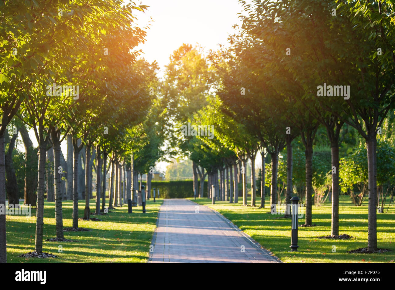 Park-Gasse und Bäume. Stockfoto