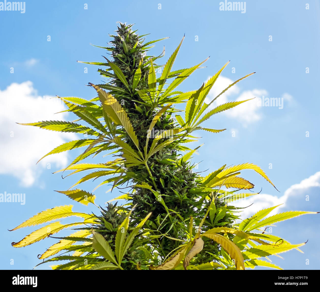 Hanfpflanzen (Cannabis) vor der Ernte Stockfoto