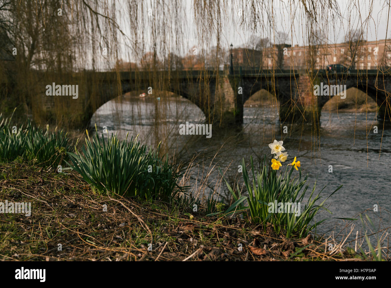 Chester, UK. 26. Januar 2016. Narzissen blühen am Ufer des Flusses Dee im Vorfeld bis zum St. Davids Tag. © Emily Roberts. Stockfoto
