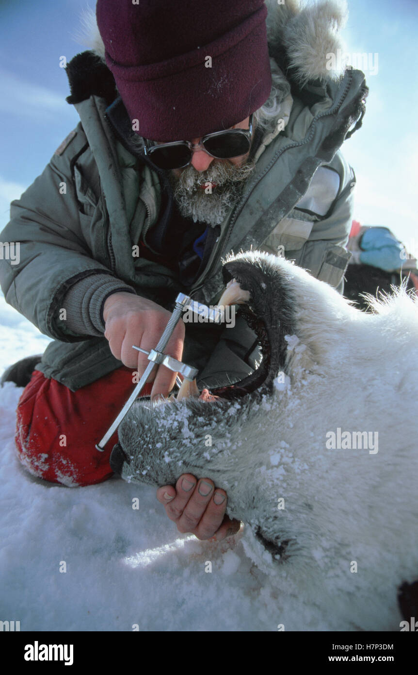 Eisbär (Ursus Maritimus) Forscher Dr. Malcolm Ramsay extrahiert Zahn des Erwachsenen zu bestimmen, dessen Alter, Resolute, Kanada Stockfoto