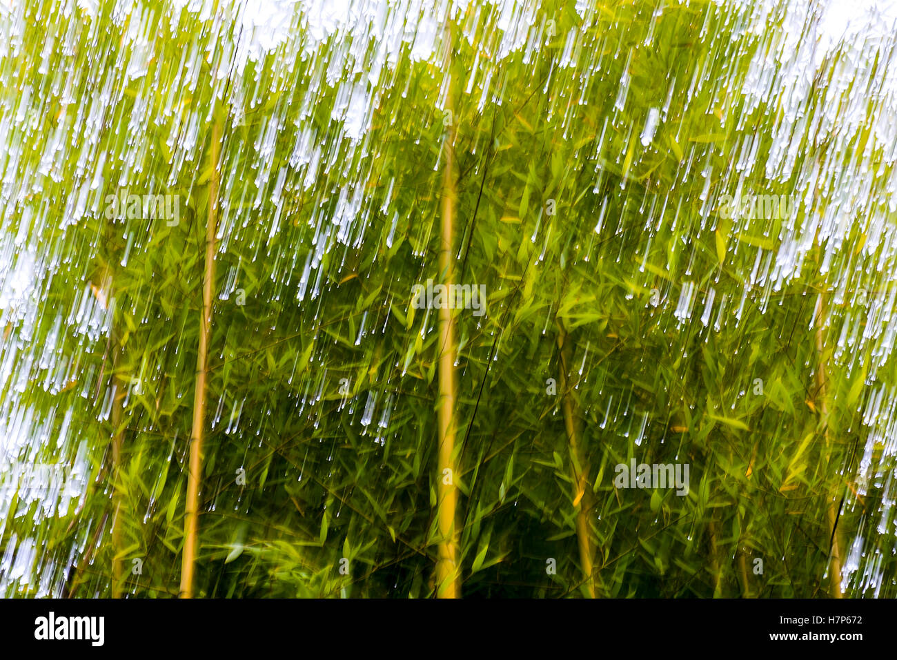 Absichtliche Kamerabewegung Bambus Stöcke - Frankreich. Stockfoto