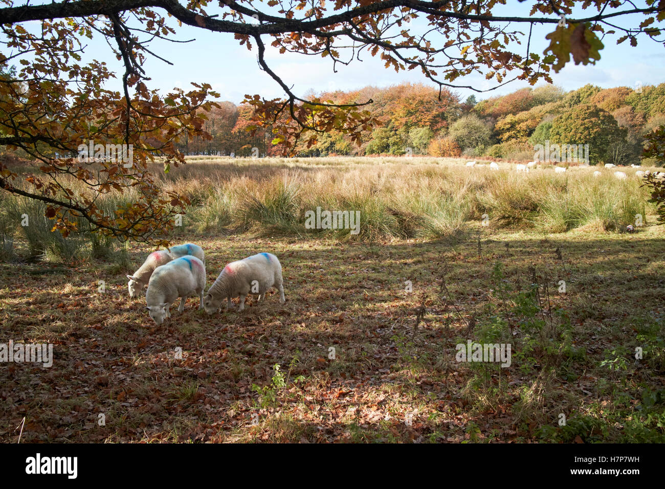 Schafherde in rauen Grasland Parkland in Chorley Lancashire uk Stockfoto