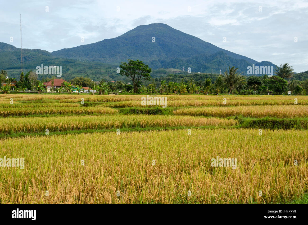 Reisfelder Stockfoto