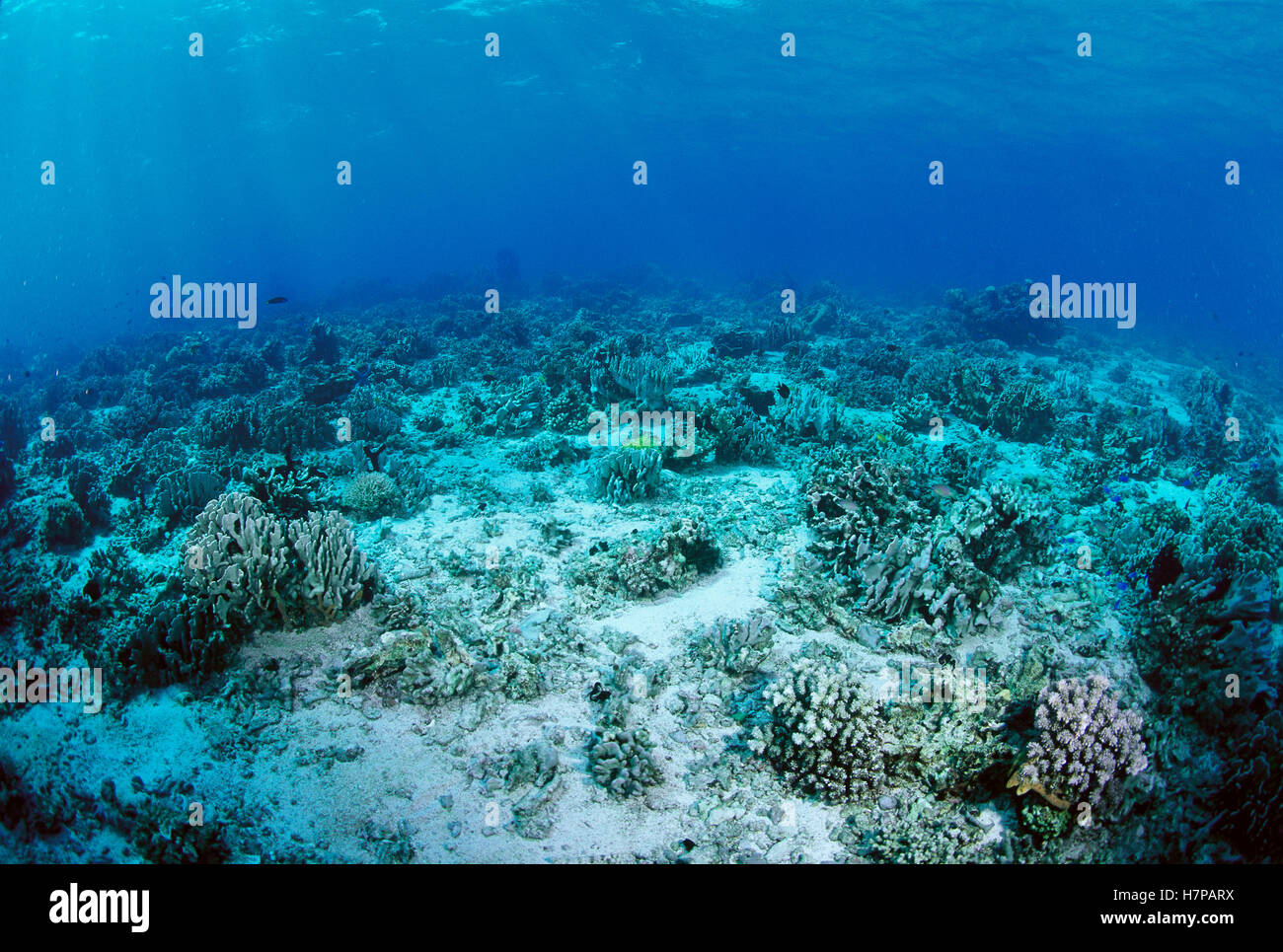 Korallenriff Beschadigt Durch Destruktive Muro Ami Angeln Similan Inseln Thailand Stockfotografie Alamy