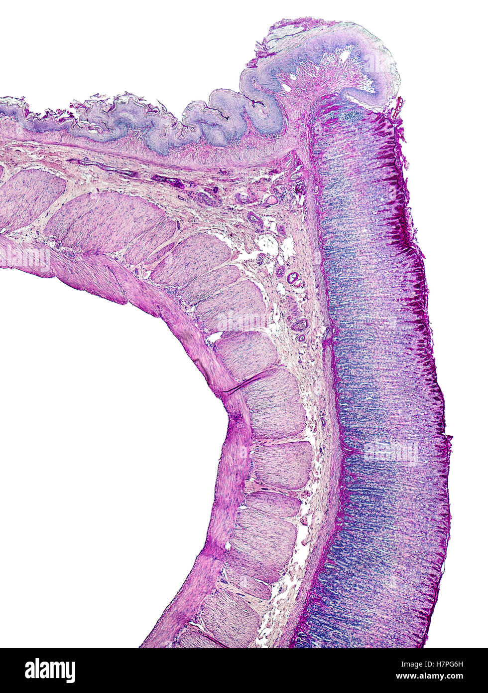 mikroskopisch kleine Querschnitt zeigt das Magen Detail einer Ratte Stockfoto