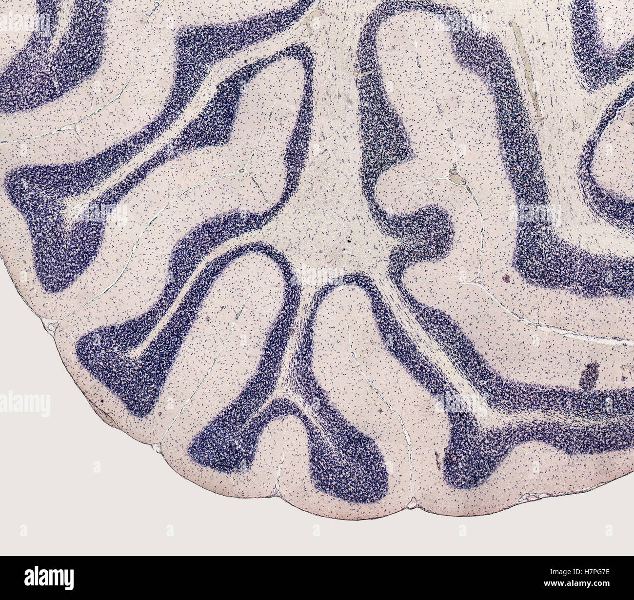mikroskopischen Detail zeigt das Gehirn einer Ratte Stockfoto