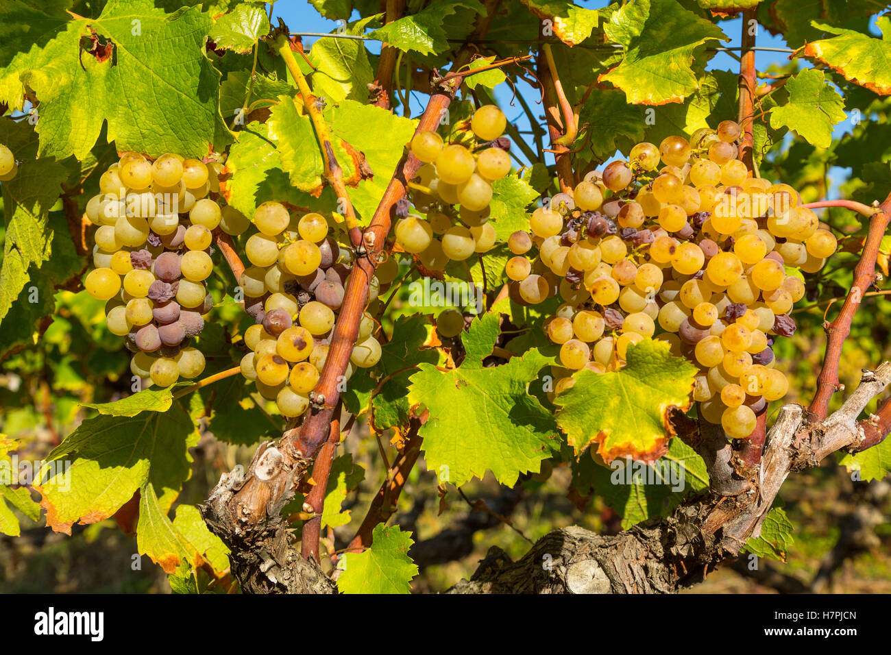 Weiße Rebsorte in Sauternes, Barsac, Bordeaux, Aquitanien Frankreich Europa Stockfoto