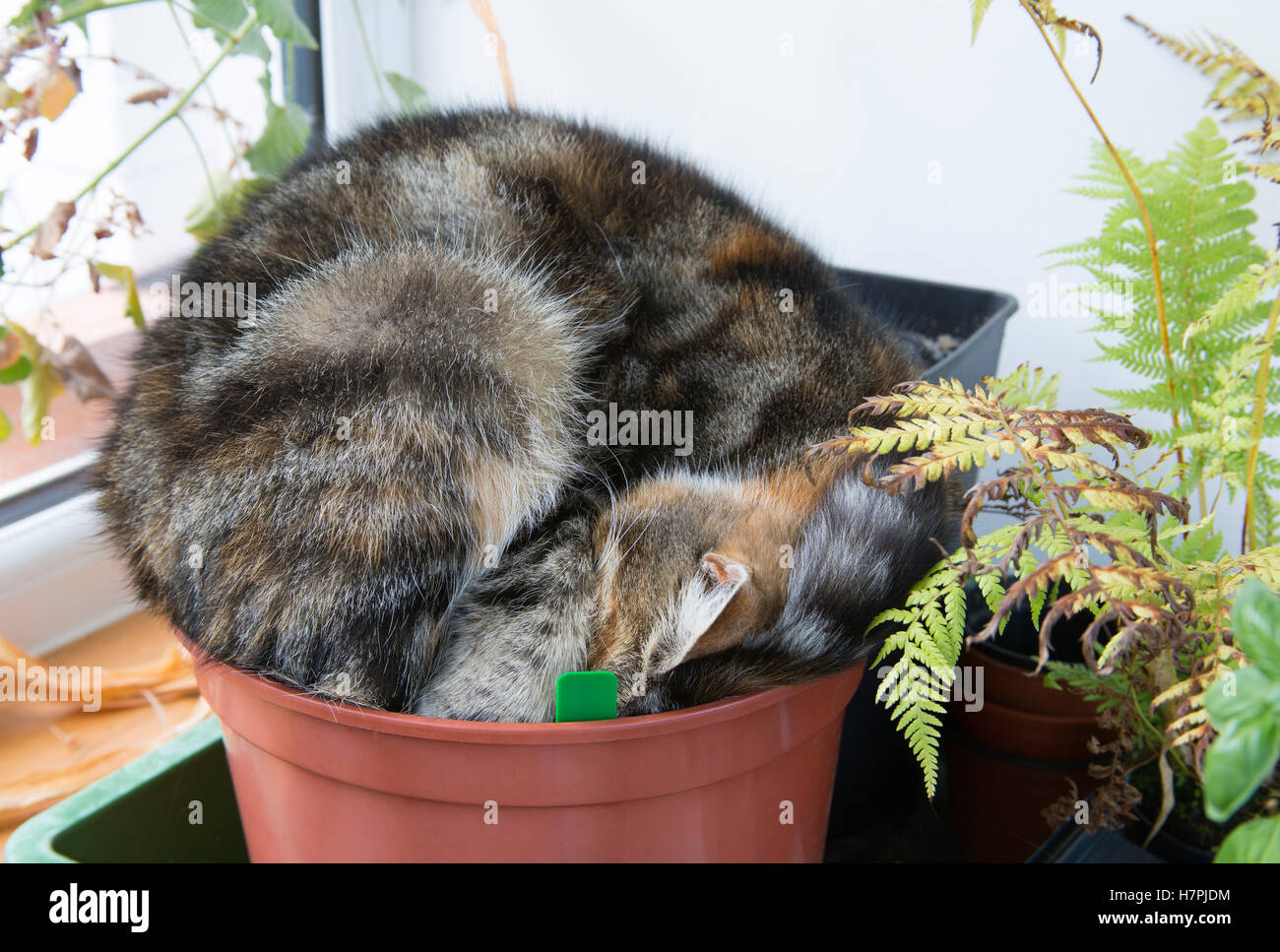 Hauskatze, Porträt des einzigen Erwachsenen schlafen im Blumentopf. sah aus wie ein pelzigen Kaktus. Worcestershire, UK. Stockfoto