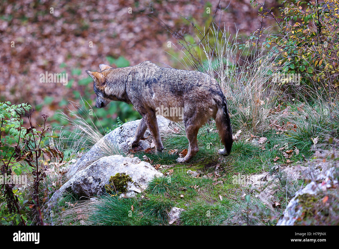 Apennin Wolf, Canis Lupus Italicus. Typisch für dieses beispielhafte Wolf in den Wäldern und in der italienischen Wälder. Stockfoto