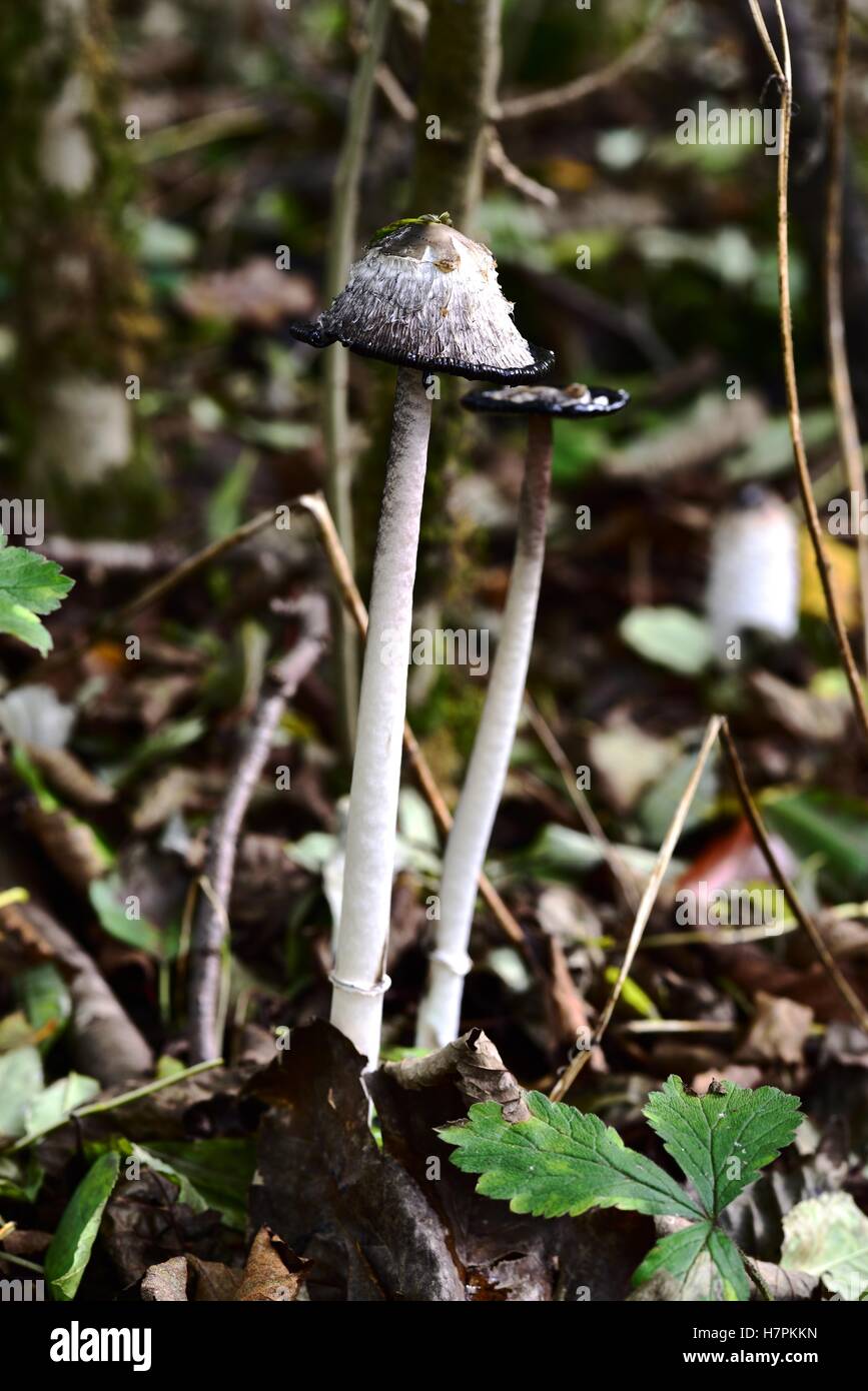 Sonnenlicht auf den Herbst fruchttragenden Pilze Stockfoto