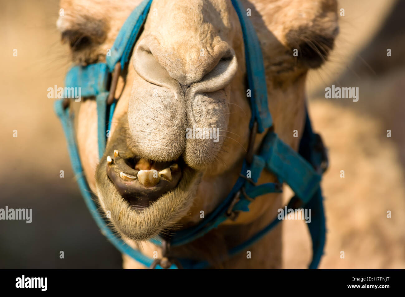 Kamel Gesicht ist eine Nahaufnahme von einem Kamel Tier machen ein lustiges Gesicht. Stockfoto