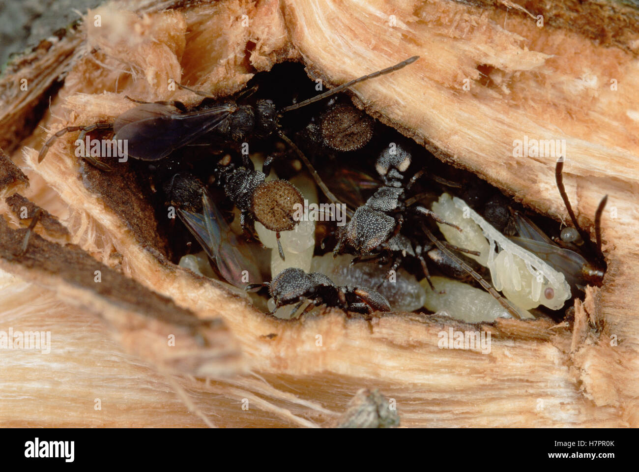 Schildkröte Ameise (Zacryptocerus sp) Gruppe in Bäumen sind nicht alle aufzupeppen, diese