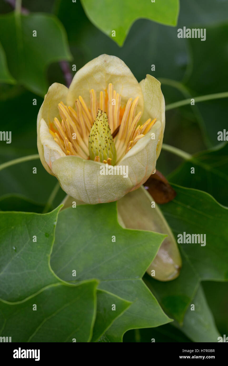 Amerikanischer Tulpenbaum Liriodendron - Setzling 15-25cm Mit Gelben Blüten