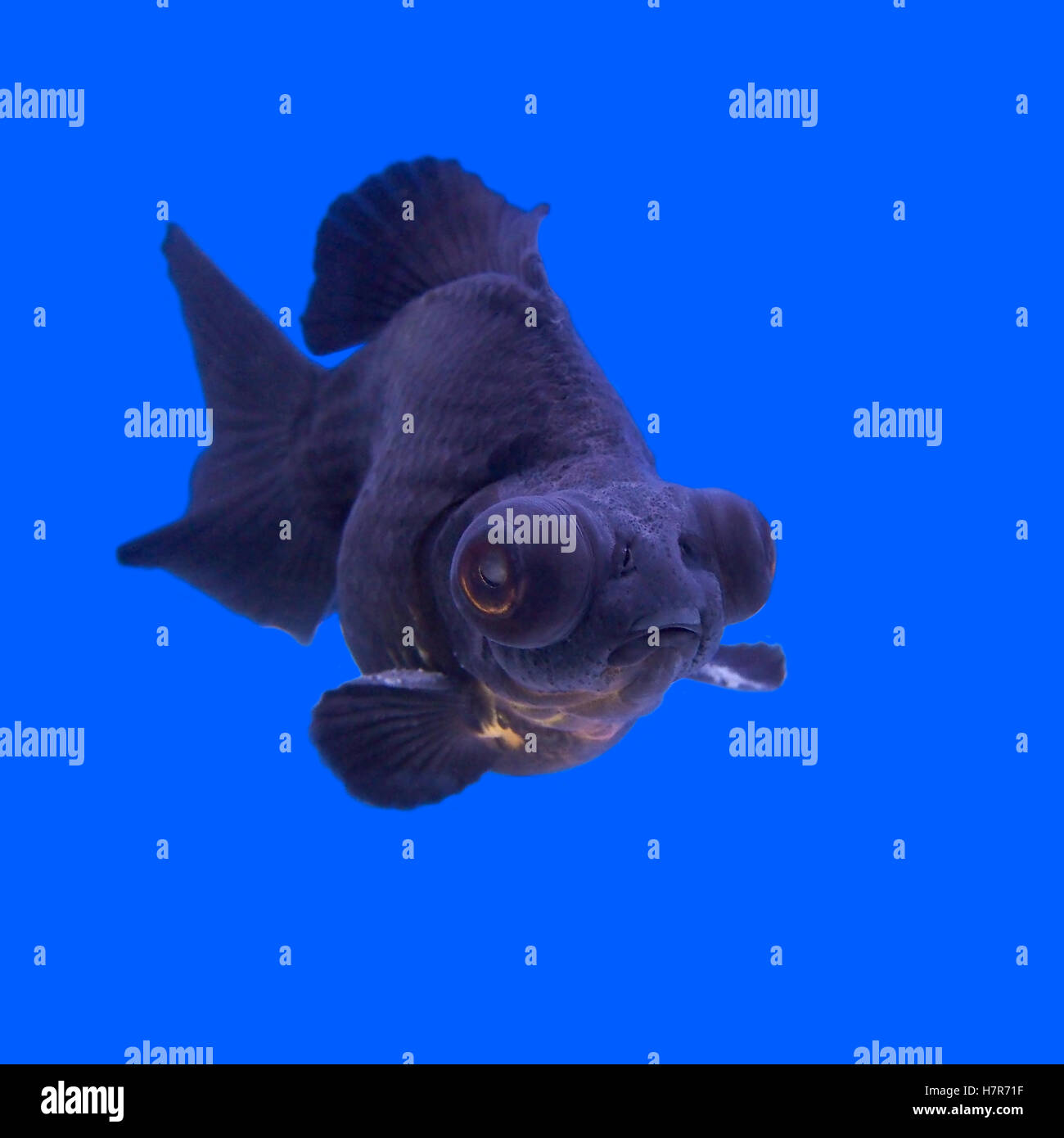 schöne schwarze moor Goldfische im aquarium Stockfoto