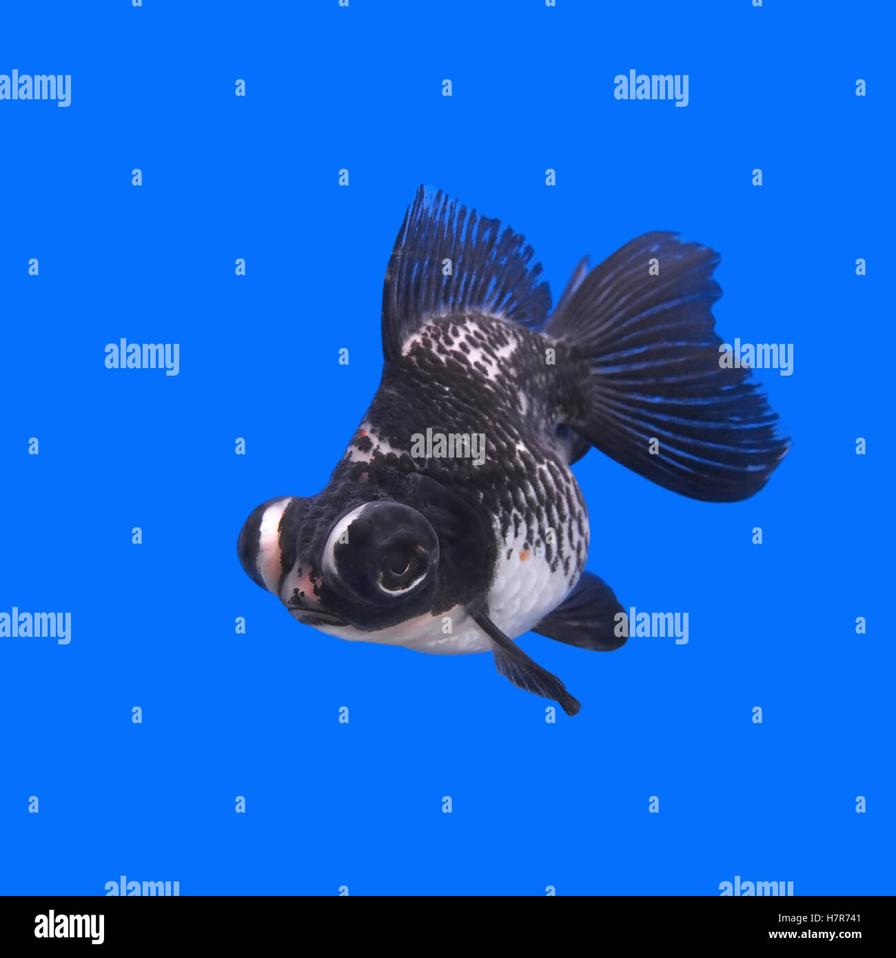 schöne schwarze moor Goldfische im aquarium Stockfoto