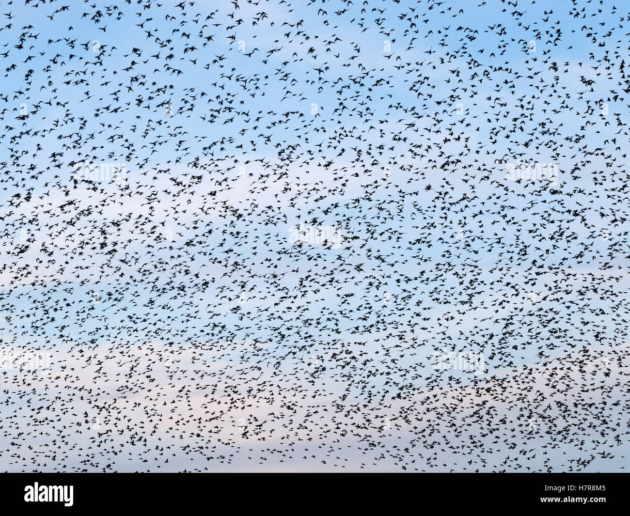 Himmel voller Stare Vögel während einer Murmuration in Aberystwyth, Wales UK. Stockfoto