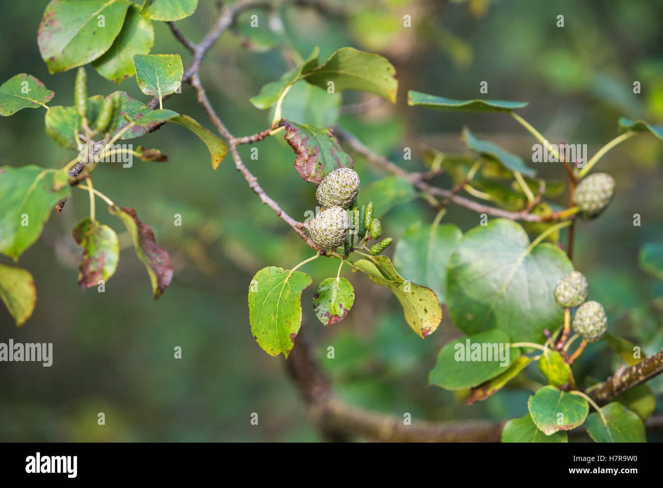 Grünen Kegel Stockfoto