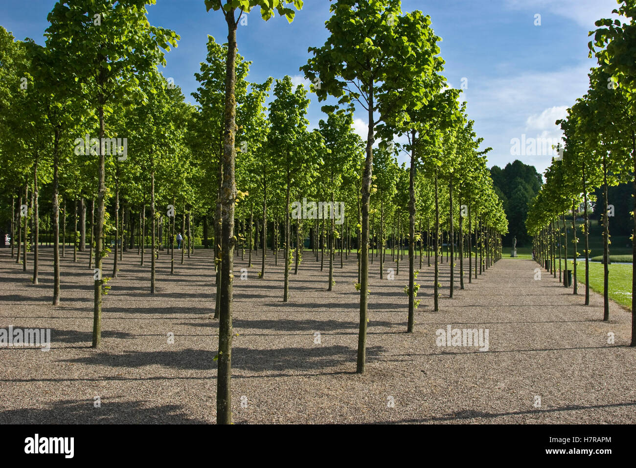 Park mit parallelen Linien der Bäume Stockfoto