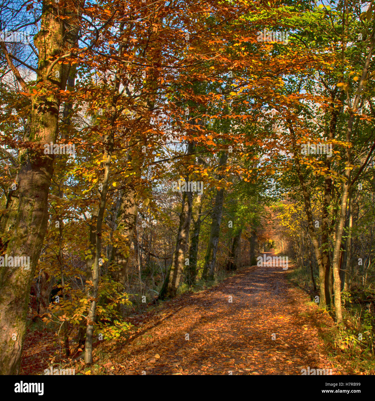 Herbst Wald Stockfoto