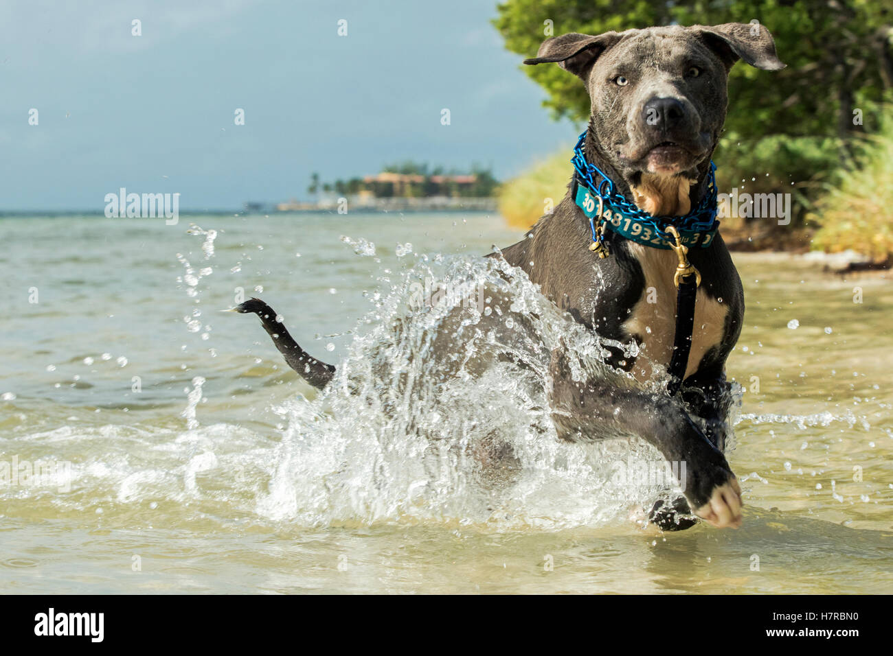 Hund spielen im Wasser am Strand Coco Plum - Marathon, Florida, USA Stockfoto