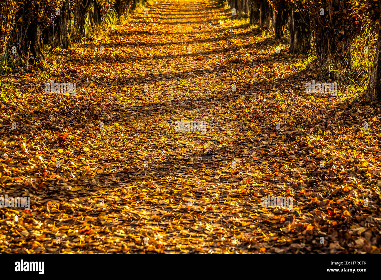 Herbstliche Allee mit farbigem Laub gefüllt Stockfoto