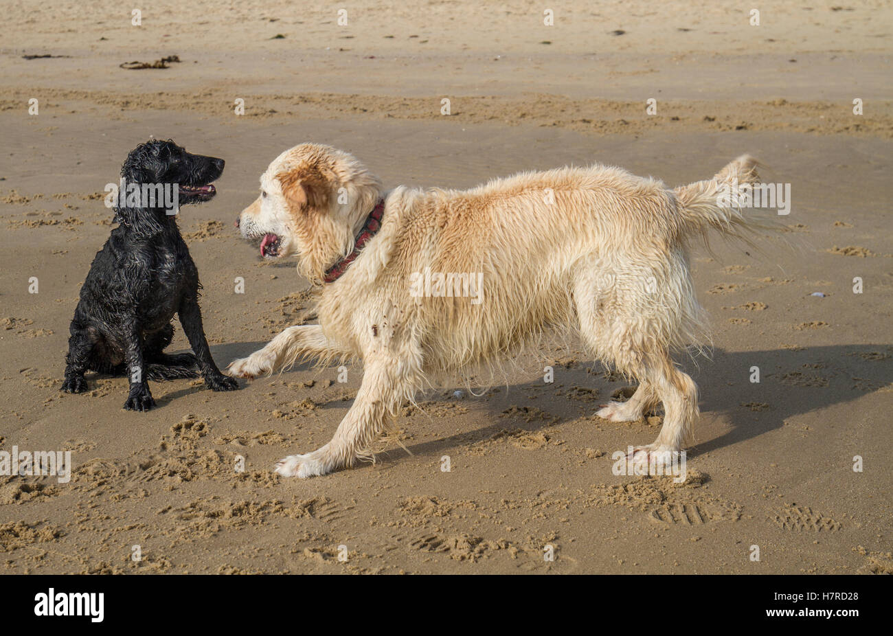 sandigen, nassen Hund Retriever und Spaniel spielen am Strand Stockfoto