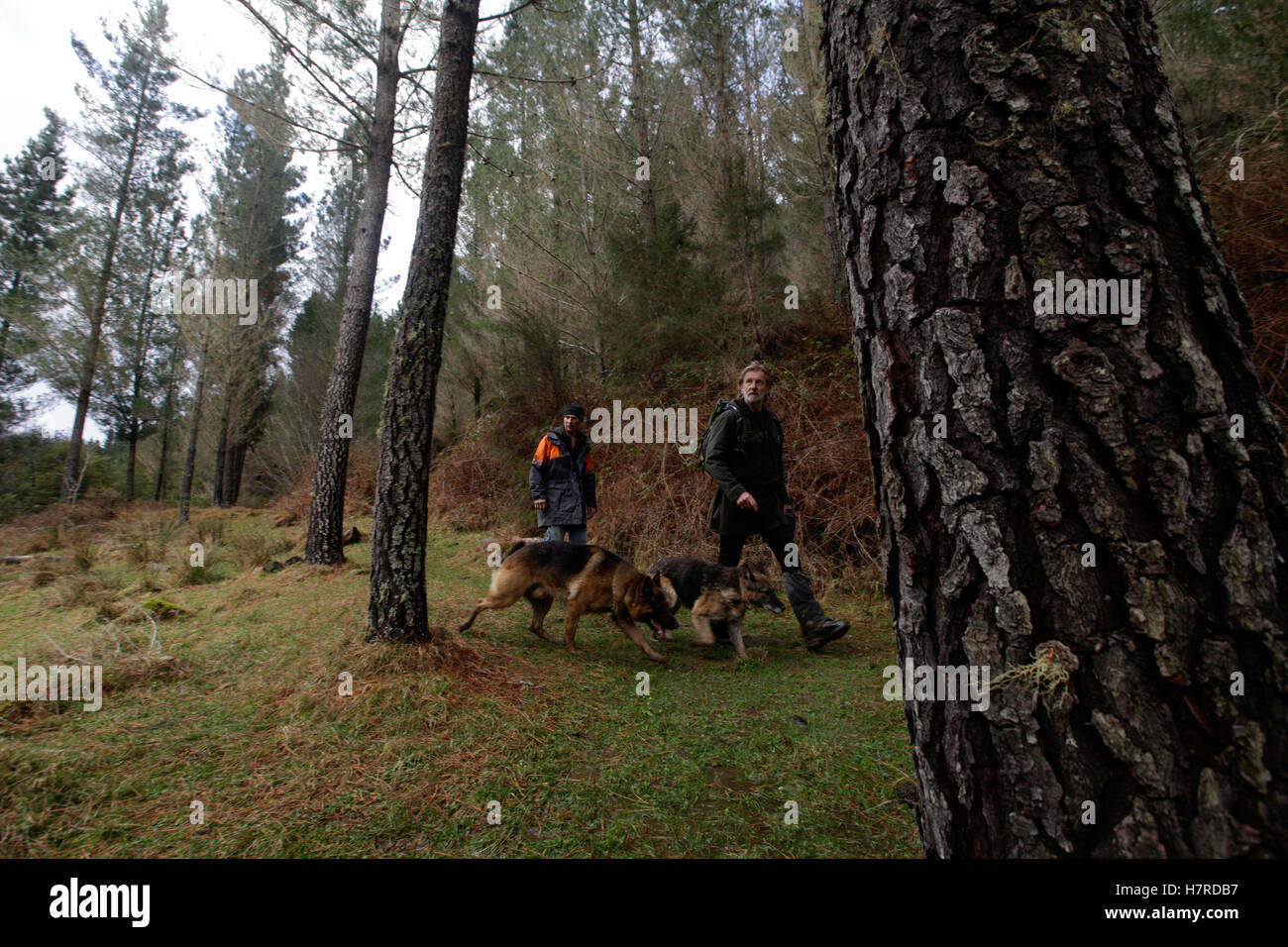 Land-SAR Such- und Freiwillige mit Hunden, Owen River in der Nähe von Murchison, Neuseeland Stockfoto