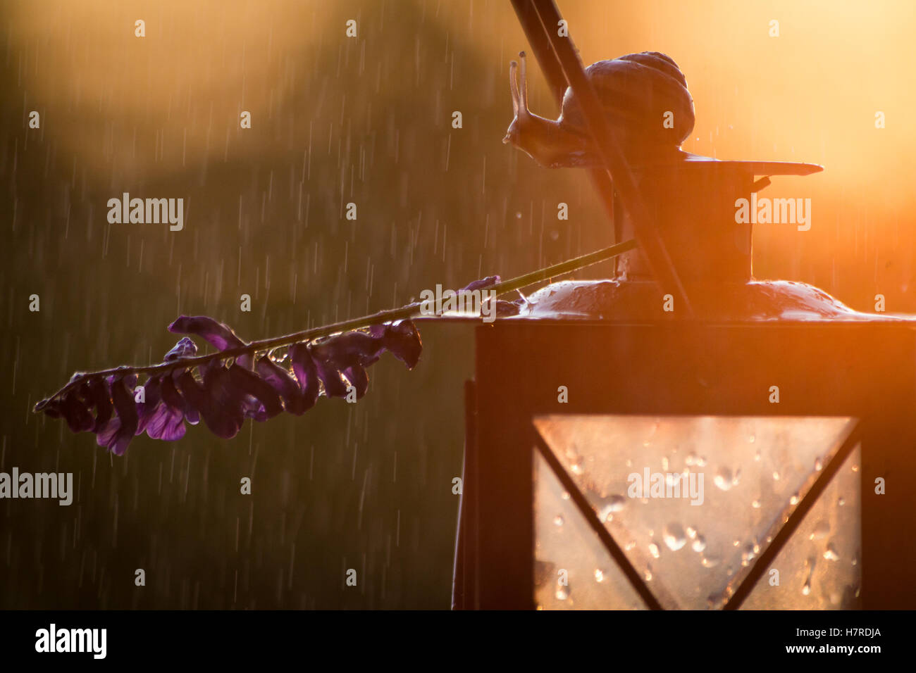 Schnecke und Lavendel Blumen auf einer Laterne im Sonnenuntergang. Konzept: Beruhigend, entspannend, Therapie, Wellness-Hintergrund Stockfoto