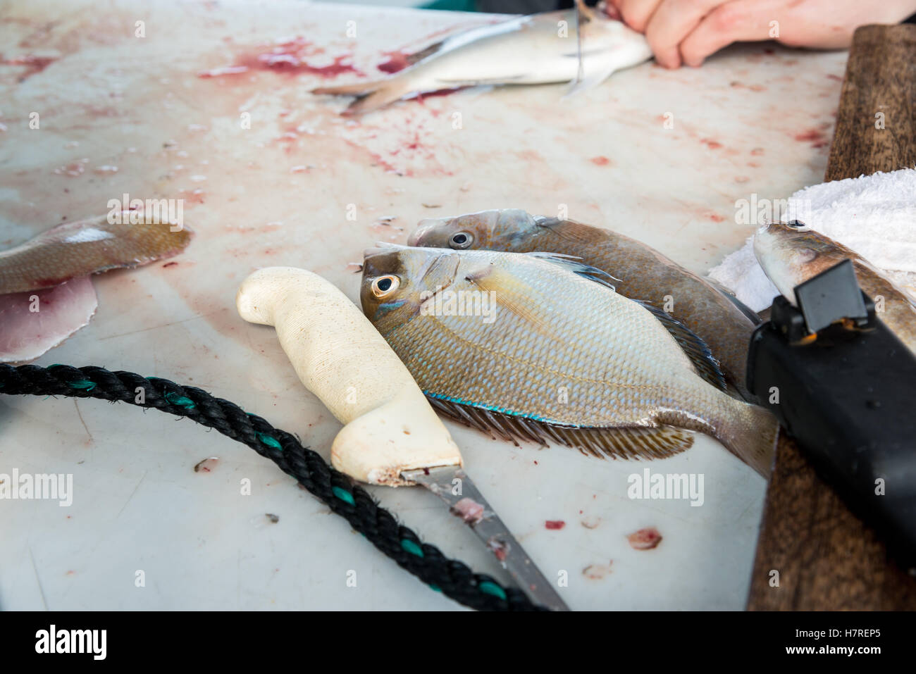 Porgies Fisch bereit, filetiert werden Stockfoto