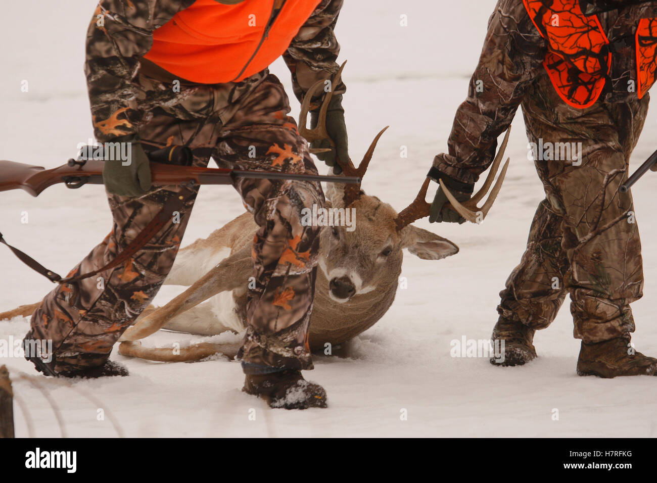 Whitetail Deer Jäger ziehen Hirsche aus Feld Stockfoto