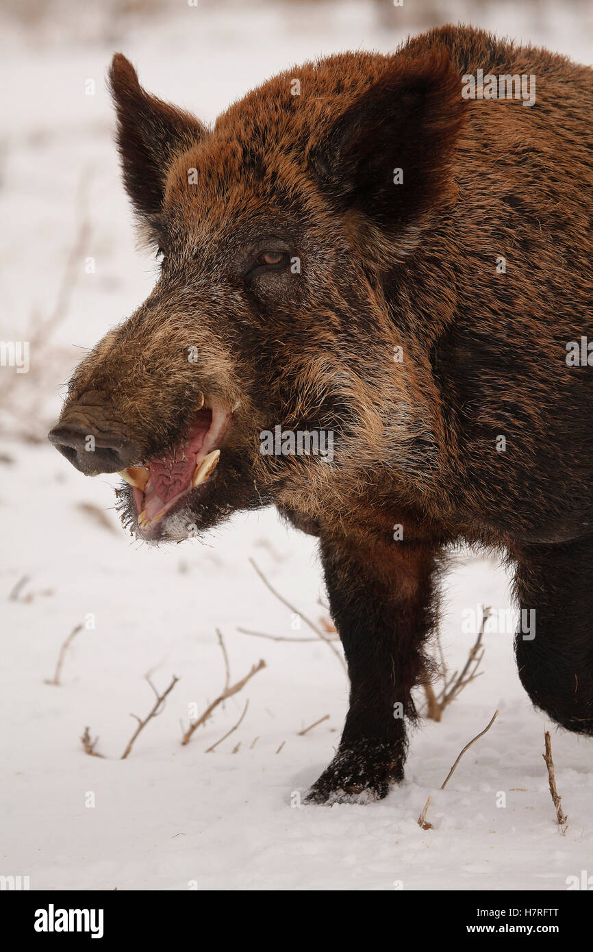 Wild Hog Stockfoto